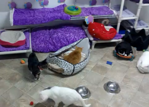 Blind Cat Rescue & Sanctuary - Gatos Cegos