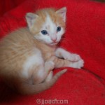 Gato Sam 000008