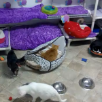 Blind Cat Rescue & Sanctuary - Gatos Cegos